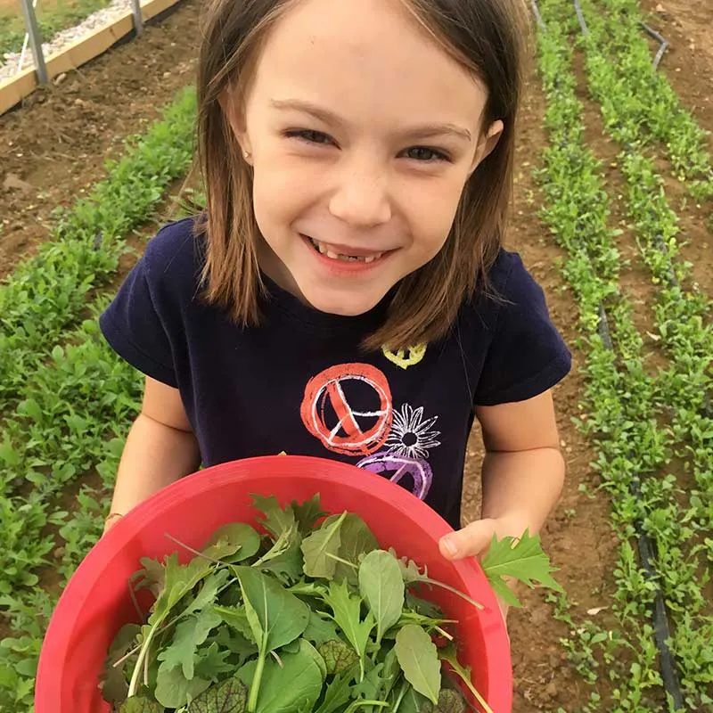 Harris' Mesclun Mix Seed